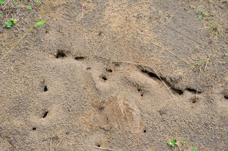 Black small ants on a sandy background. Ant holes in the sand. Wild natureの写真素材