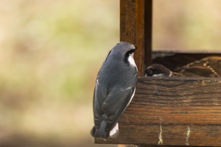 Nuthatch (Sitta europaea) on a feeder. And the sparrows in the wooden feeder.の写真素材