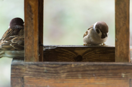 two sparrows sitting on a bird feeder in the gardenの写真素材