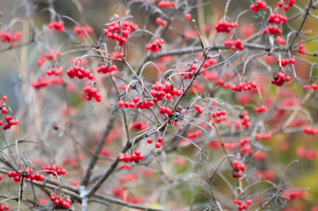 Red berries of viburnum on a branch in the autumn forestの写真素材