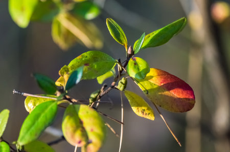 Close up of green and red leaves on a bush in the forest. Leaves of wild rosemary (lat. Ledum)...