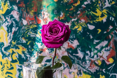 Purple rose in a glass vase with water droplets on the petals on a colorful background.の写真素材