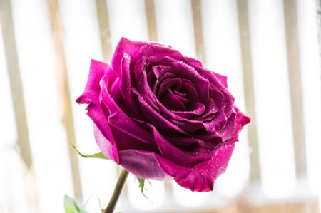 Beautiful purple rose on a background of a window in the morning