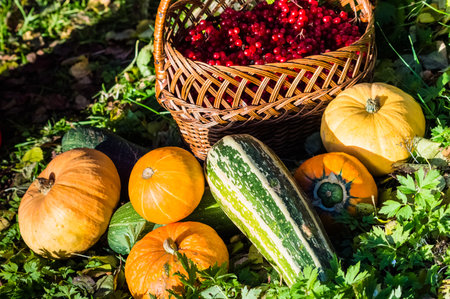 Basket with pumpkins and berries in the garden. Autumn harvestの写真素材