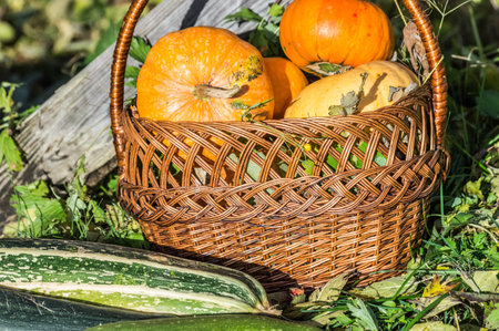 Wicker basket with pumpkins and zucchini in the gardenの写真素材