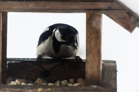 Pied Woodpecker (Dendrocopos major) on a wooden bird feederの写真素材