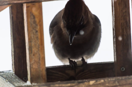 The Jay bird (lat. Garrulus glandarius) sits on a wooden feeder with a piece of bread clamped in its paws. Close-up. in the winter.の写真素材