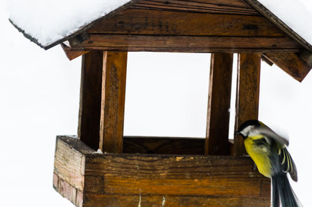Great Tit (Parus Major) on a bird feeder in winterの写真素材