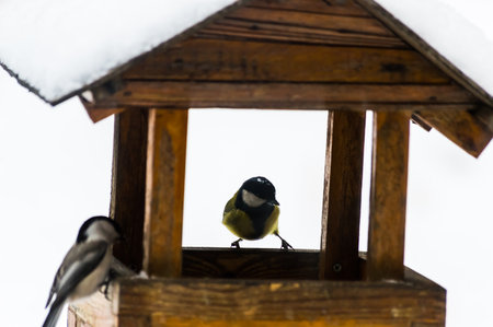 Great tit (Parus major) on a feeder in winter Great tit and titmouse on a wooden feeder in winterの写真素材