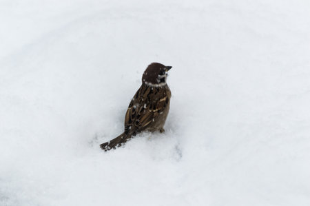 House Sparrow (Passer domesticus) on the snow in winter. Close-up photo. Birds of Eastern Siberia, Russia. Bird observationの写真素材