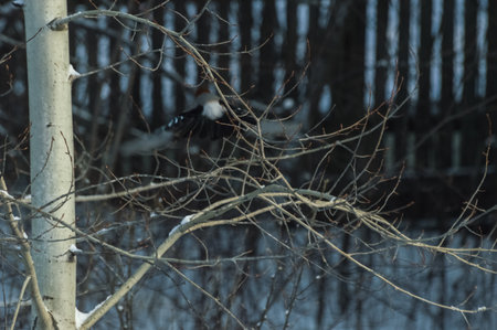 Bird on a branch of a tree in the winter forest. Eurasian jay (Garrulus glandarius). Photo project Birdsの写真素材