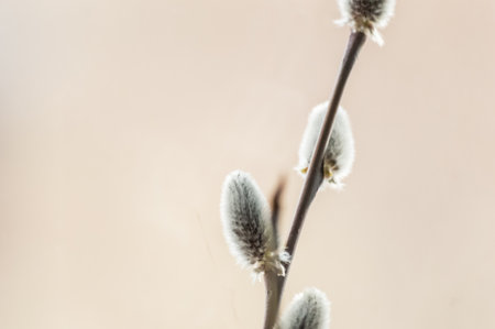 Willow cats on a background of the spring landscape. Selective focus.の写真素材