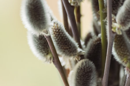 Pussy willow branches with catkins close-up on blurred background