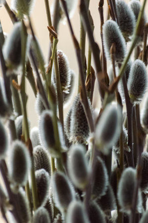 Willow branches with catkins on a sunny spring day close up