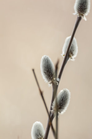 pussy willow twigs with catkins on a light background