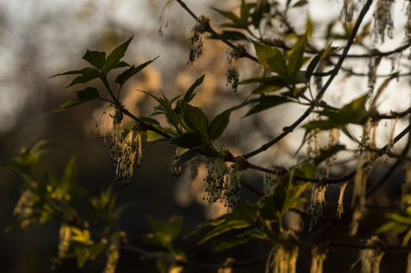 Flowering branches on a tree in the rays of the setting sun