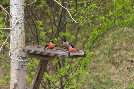 Eurasian Bullfinch (Pyrrhula pyrrhula) on a feeder. Photo project "Birds of Eastern Siberia"の写真素材