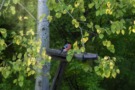 Bullfinch (Latin: Pyrrhula pyrrhula) is a songbird on a bird feeder in the forest in summer. Photo project "Birds of Eastern Siberia"の写真素材
