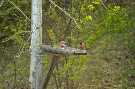 Bullfinch on the feeder in the forest. Spring.の写真素材