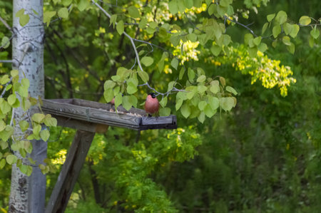 Bullfinch on a bird feeder in the summer forest.の写真素材