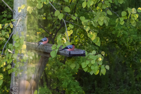 Bullfinches on a bird feeder in the forest in the spring. Photo project "Birds of Eastern Siberia"の写真素材