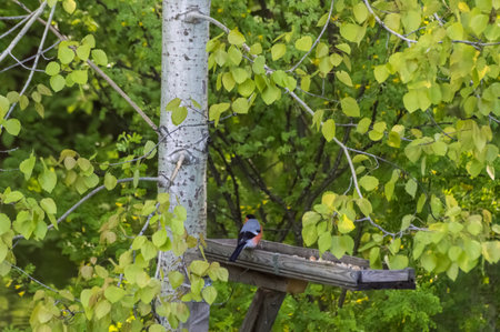 Bullfinch (Latin: Pyrrhula pyrrhula) is a songbird on a bird feeder in the forest in summer. Photo project "Birds of Eastern Siberia" Russiaの写真素材