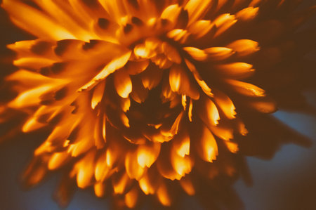 Close up of orange chrysanthemum flower .Vintage styleの写真素材