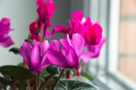 Pink cyclamen (lat. Cyclamen) flowers on the windowsill. Shallow depth of field.の写真素材
