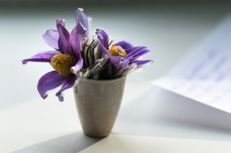 Pulsatilla patens in a vase and a sheet of white paper with inscriptions on the table