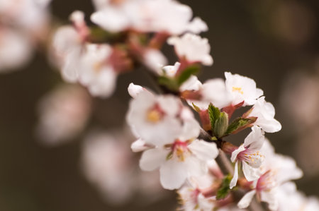 cherry blossom in spring, macro shot with shallow depth of field