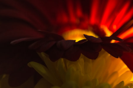 Close up of red and yellow chrysanthemum flower petalsの写真素材