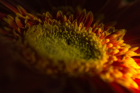 Close up of a red and yellow gerbera daisy flowerの写真素材