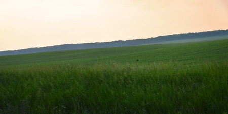 Sunset over green meadow in the summer. Landscape.Panoramic shot. Nature of Eastern Siberia