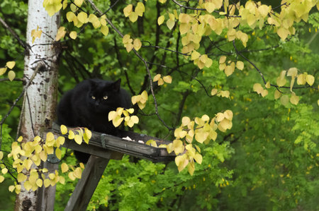 Black cat sitting on a tree in autumn forest. Black cat on a bird feeder.の写真素材