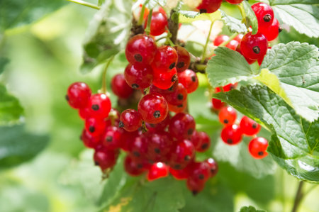 Ripe red currents on a branch in the summer garden.