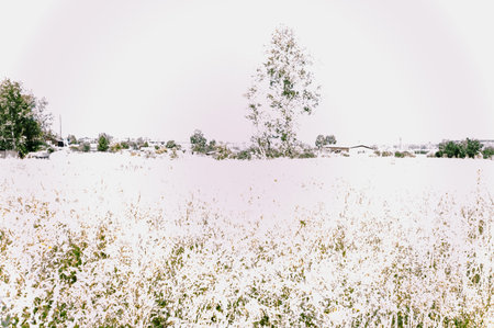 White flowers in the meadow with trees and houses in the backgroundの写真素材