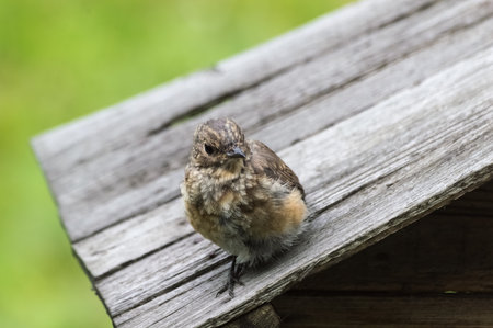 Little redstart (Phoenicurus ochruros). Redstart chick perched on a bird feeder.の写真素材