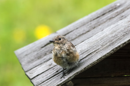 Little redstart (Phoenicurus ochruros) perched on a bird feeder and looking at the camera.