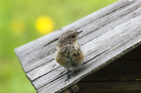 Little redstart (Phoenicurus ochruros). Redstart chick perched on a bird feeder.