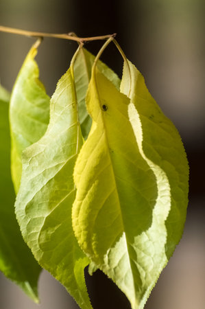 Close up of green leaves on a tree branch with a blurred background