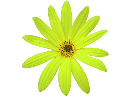 Garden green flower, white  isolated background