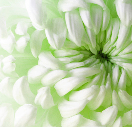 white  green   chrysanthemum flower.  Closeup. Macro. Nature. The air like a cloud. tender flower. soft flower.の写真素材