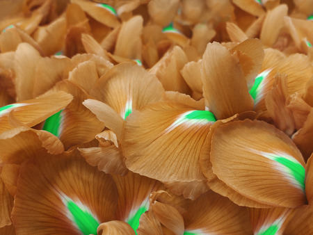 orange iris flowers. Garden flowers.  Closeup.  Nature. For designers, for background.の写真素材