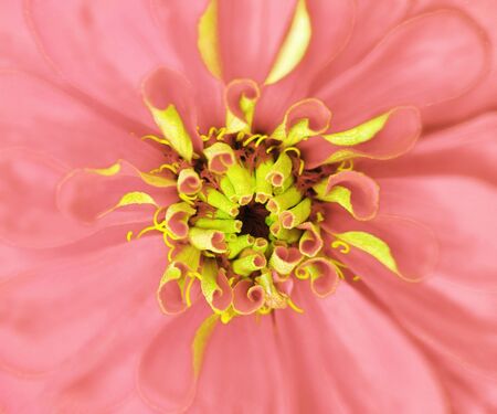 pink  flower blooms. Macro. light green center. Closeup.  for design. Nature.の写真素材