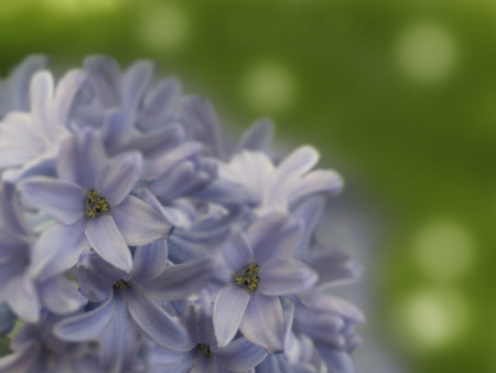 flowers hyacinths light-blue  on blurry green background bokeh. light-blue-violet bouquet of flowers . floral collage. flower composition. Nature.の写真素材