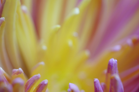chrysanthemum flower  Macro. Blurred yellow-pink background flower. Chrysanthemum petals closeup. For design. Nature.の写真素材