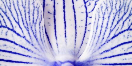 background blue-white  petals orchid.  Macro.  Closeup. Motley brindle big petals flower.  Nature.の写真素材