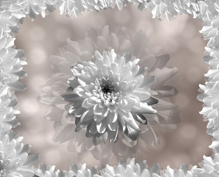 flower on blurry light-brown background bokeh. white  flowers chrysanthemum.  floral collage.  Flower composition. Nature.の写真素材