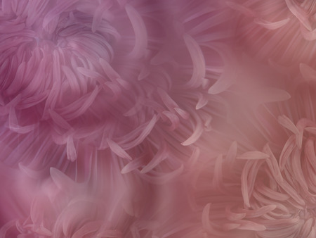 flowers chrysanthemum on blurry  pink-brown background. violet  flowers chrysanthemum.  floral collage.  Flower composition.  Nature.   の写真素材