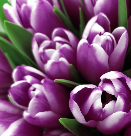 tulips flowers. Bouquets of white-violet  tulips.  Spring background with flowers tulips.  Closeup. Nature.の写真素材